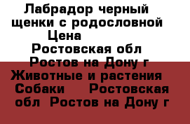 Лабрадор черный , щенки с родословной › Цена ­ 25 000 - Ростовская обл., Ростов-на-Дону г. Животные и растения » Собаки   . Ростовская обл.,Ростов-на-Дону г.